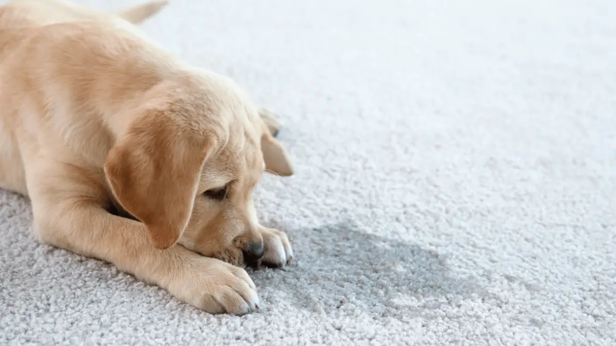 Professional Pet Odor Removal