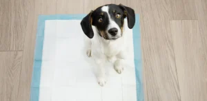 Pet Urine & Odor Removal